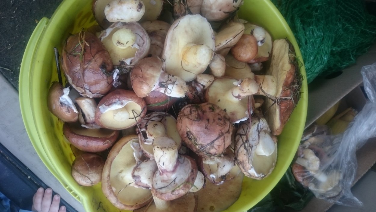 Ведро грибов синяя ножка