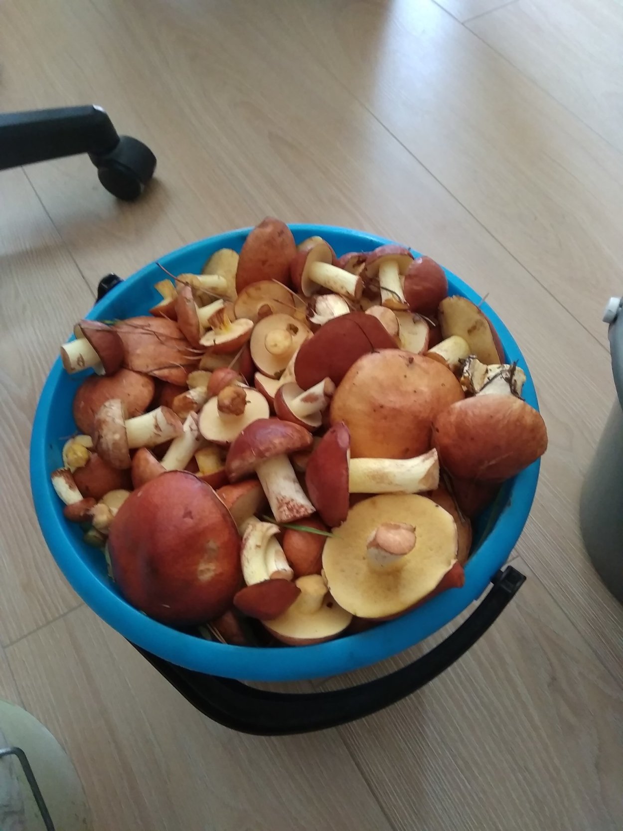 Грибы маслята в ведре