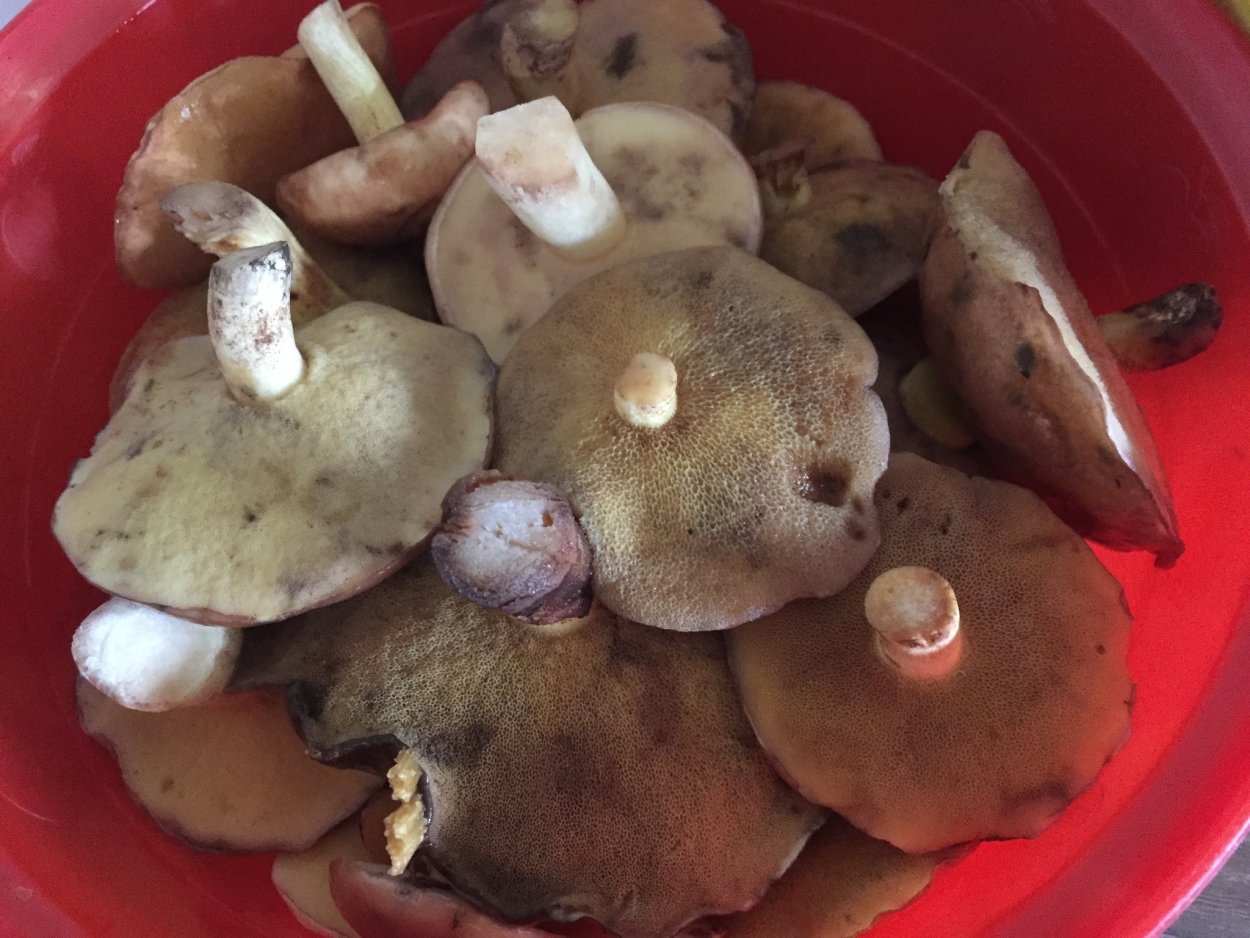 Маслята грибы фото