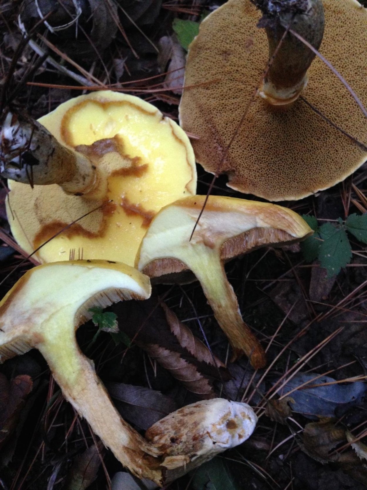 Лиственничный масленок гриб