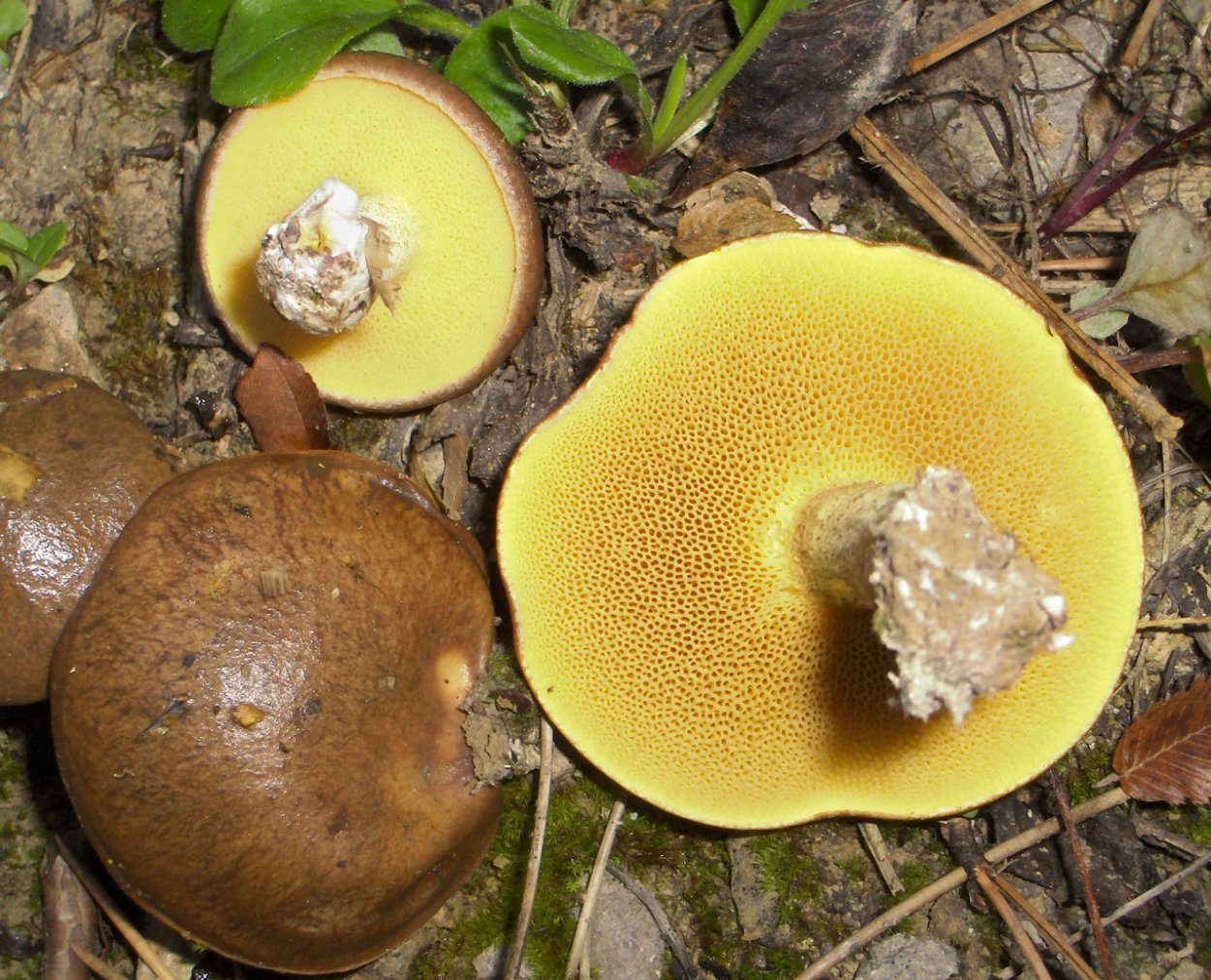 Suillus collinitus