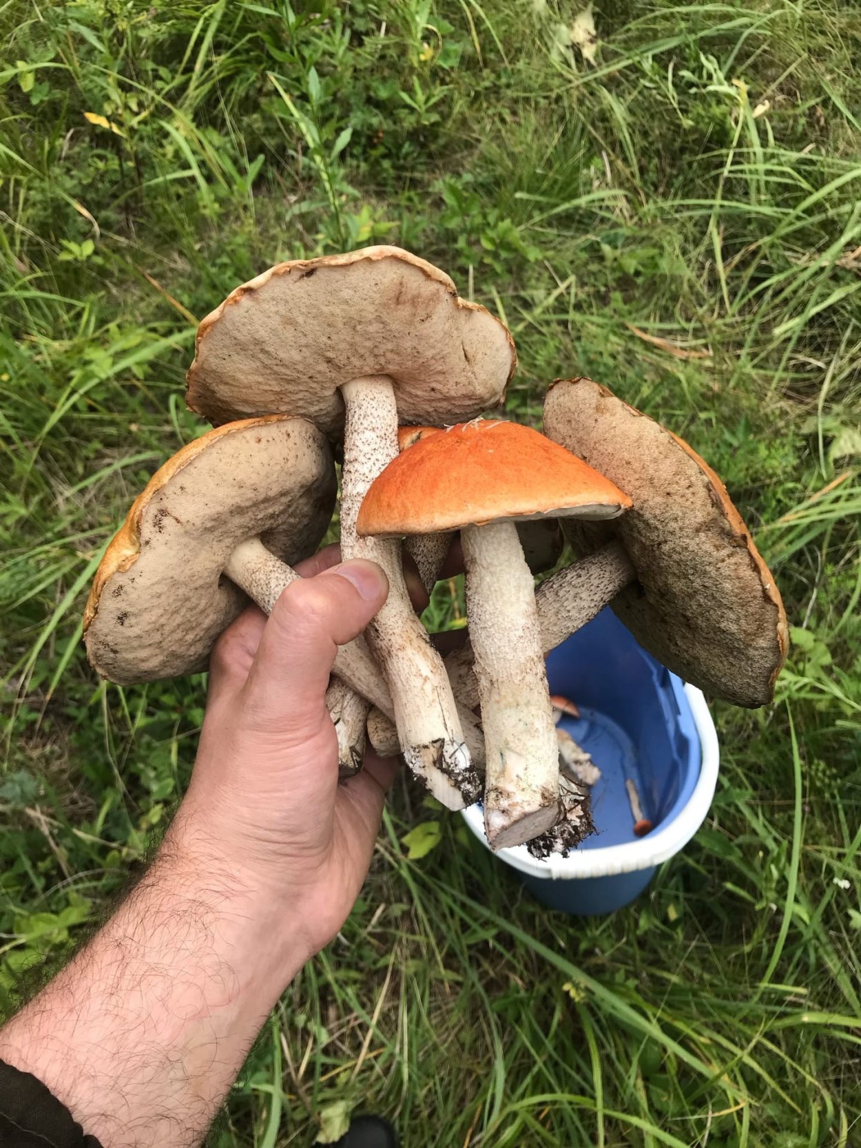 Куда поехать за белыми грибами