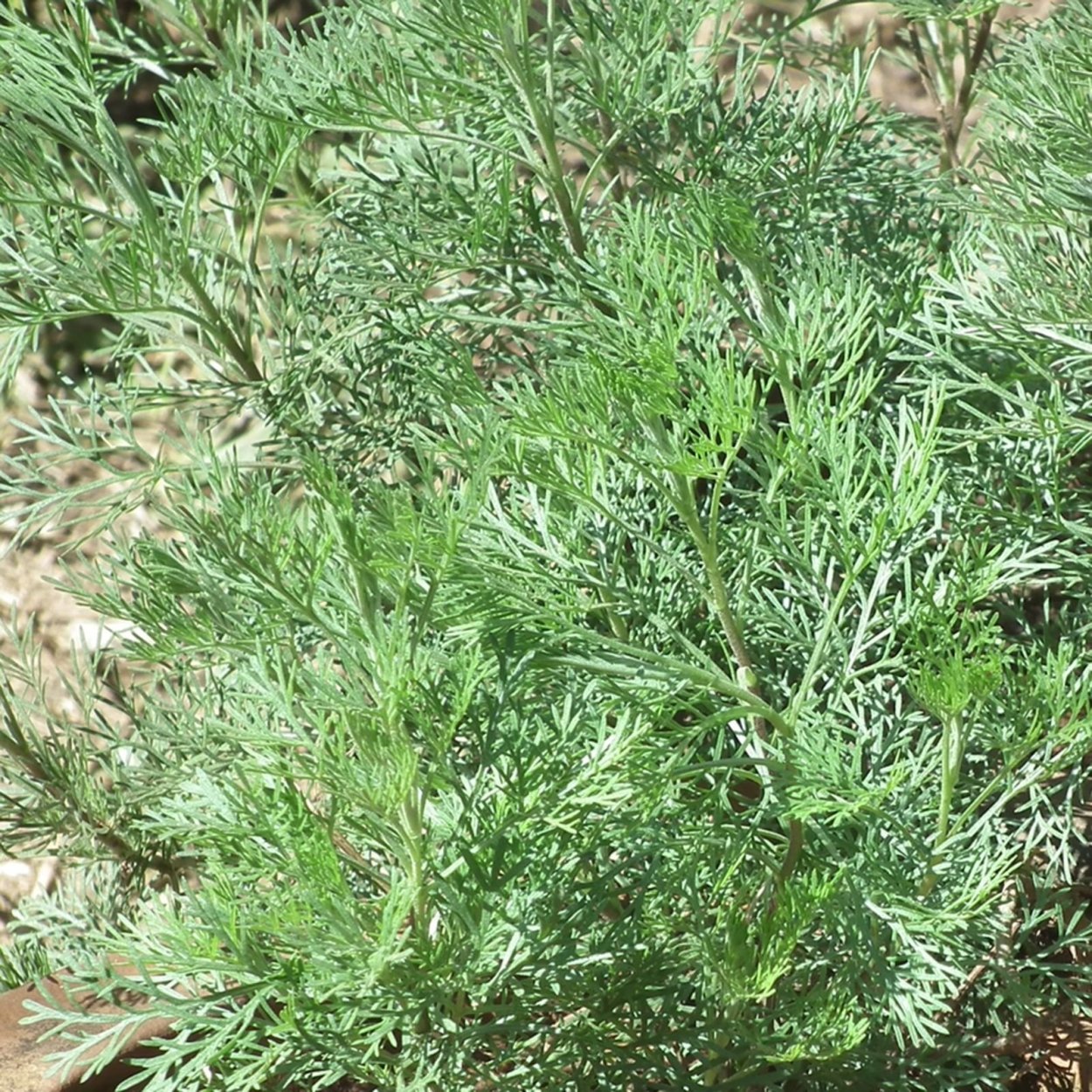 Артемизия Абсентная