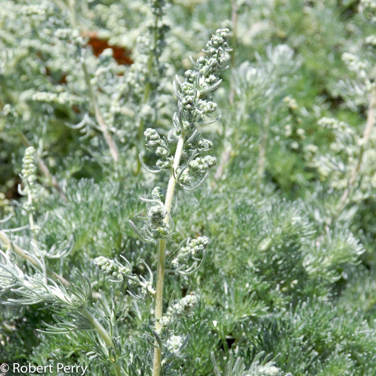 Полынь Каспийская Artemisia caspica