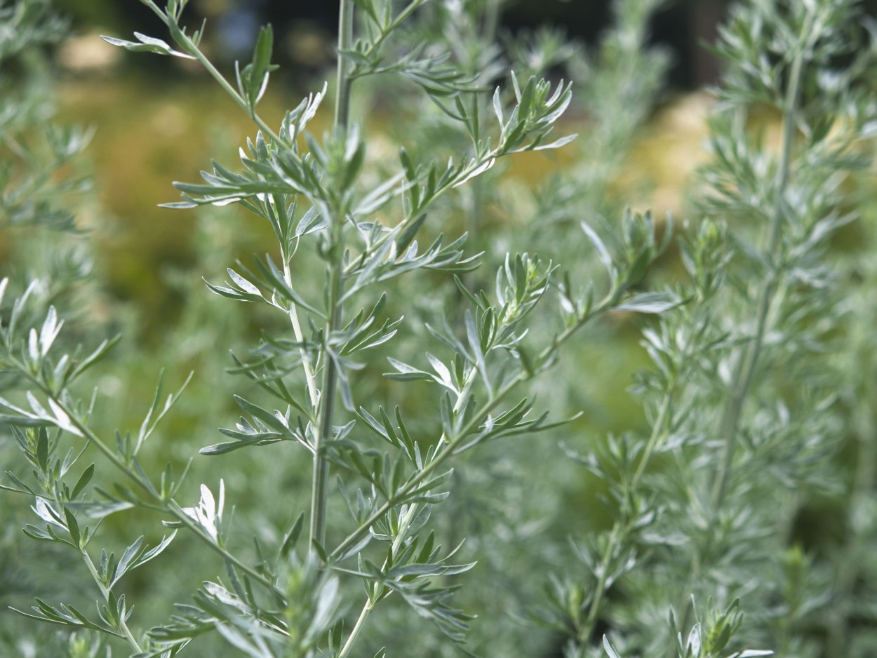Artemisia terraalbае