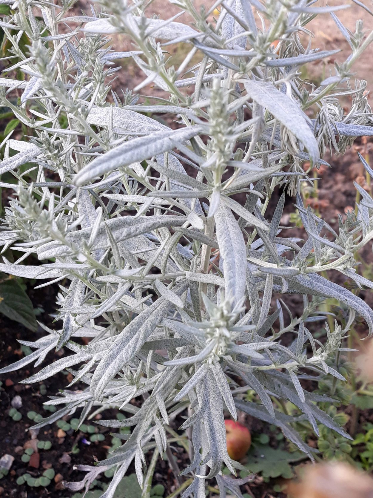 Полынь Людовика Валери Финнис