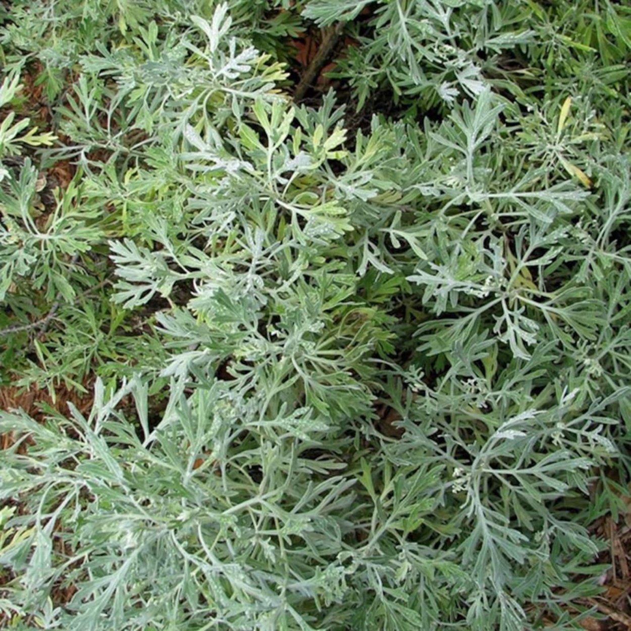 Полынь Вормвуд