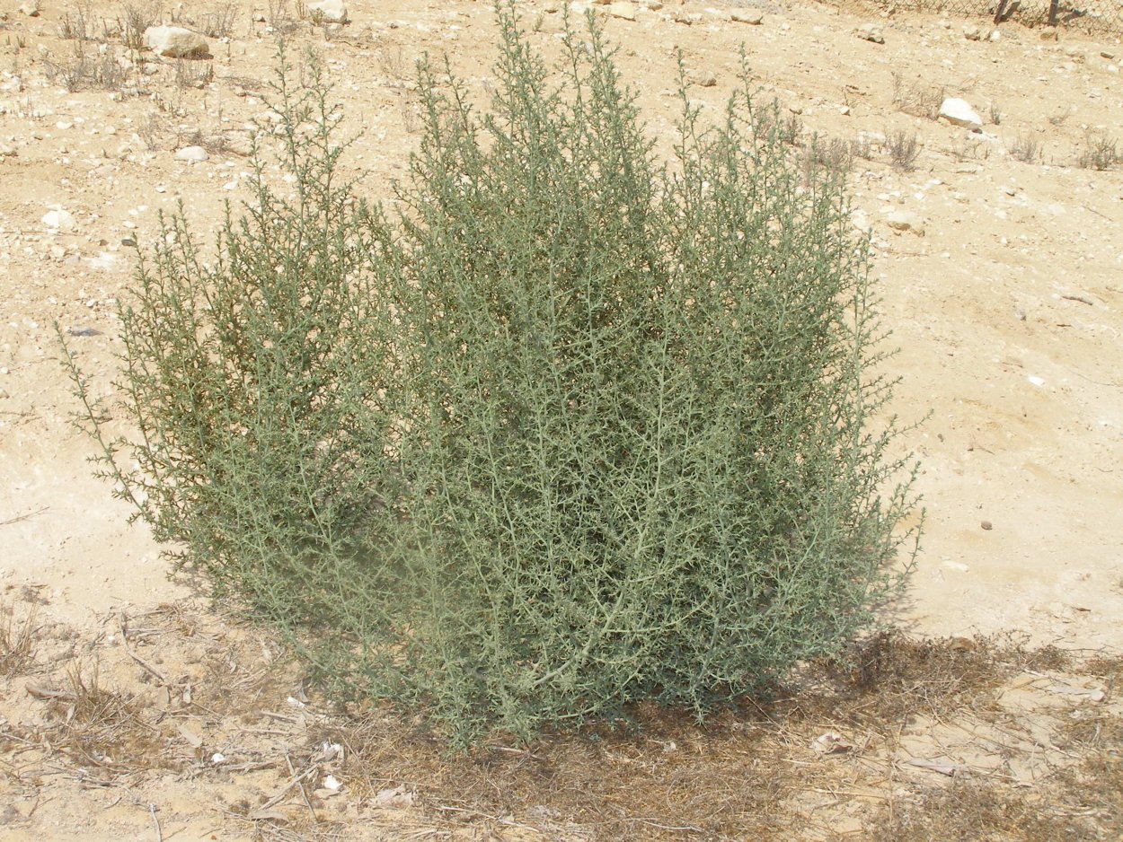 Кохия простертая (Kochia prostrata)