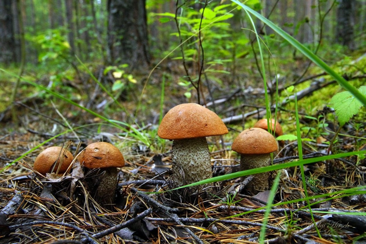 Грибы ХМАО Югры