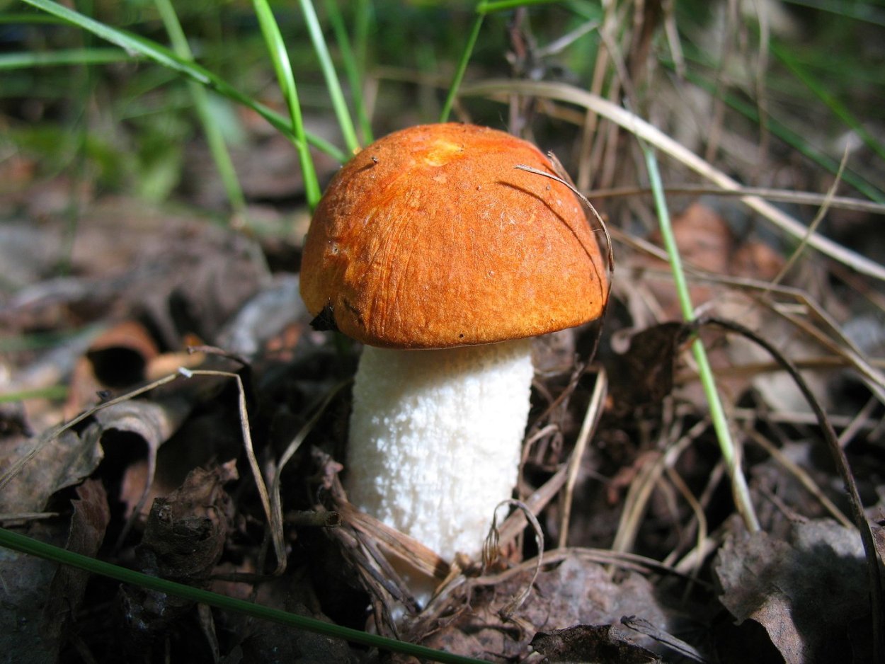 Красноголовик гриб