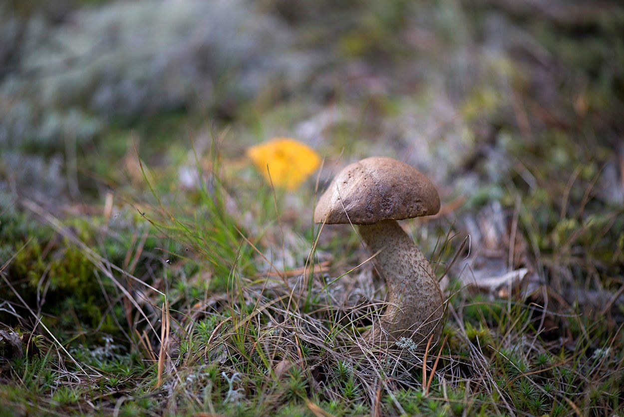 Подберёзовик обыкновенный трубчатый