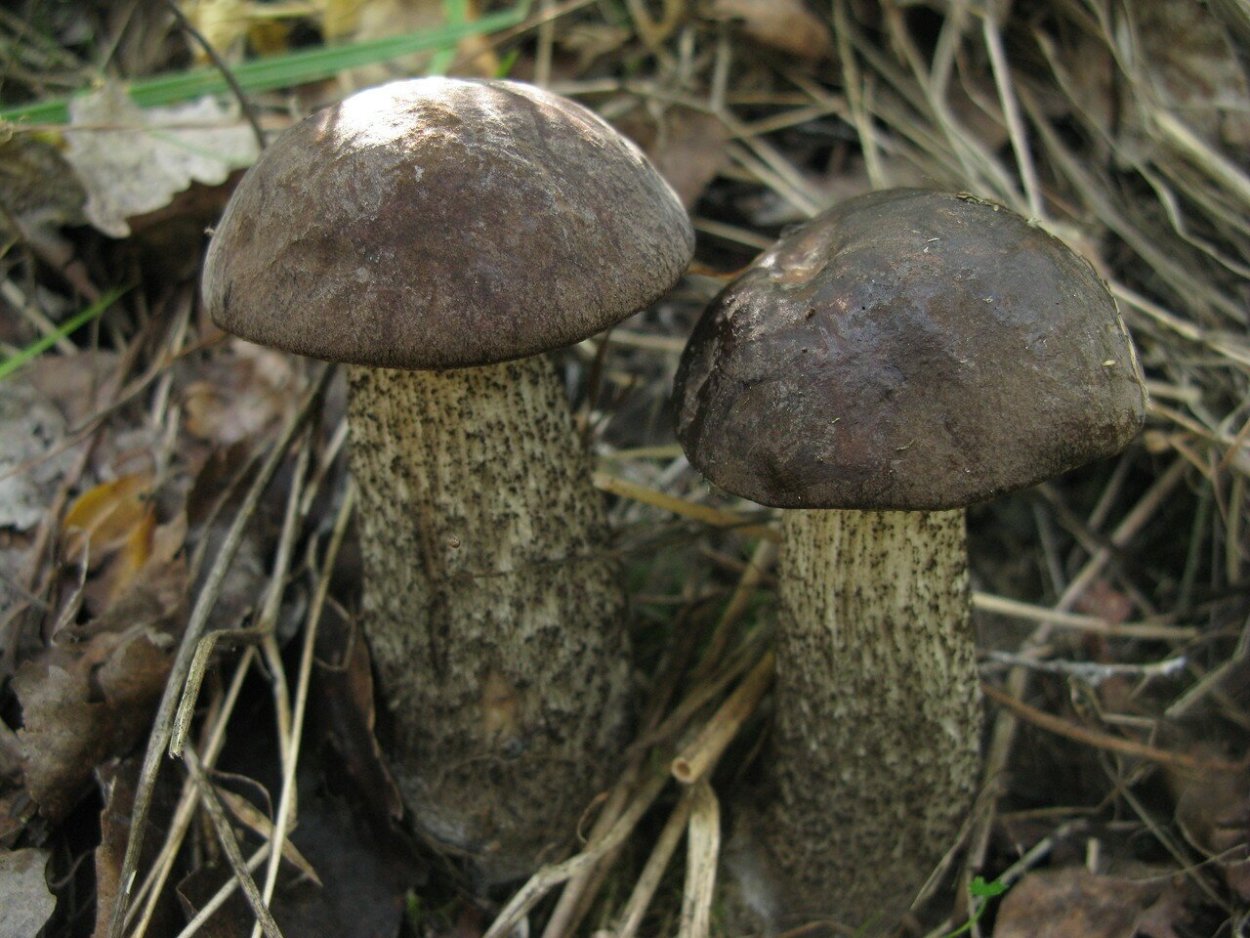 Подберезовик черноголовик