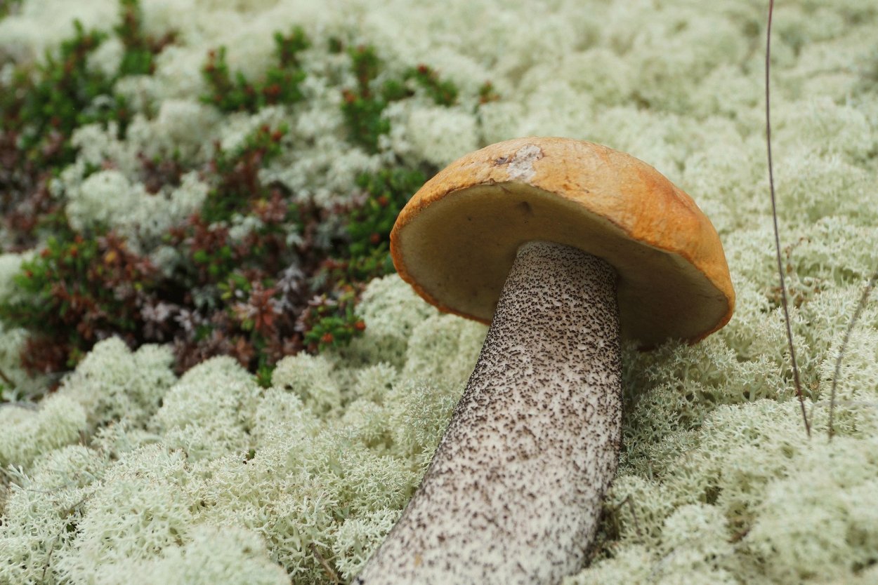 Подосиновик гриб приготовление