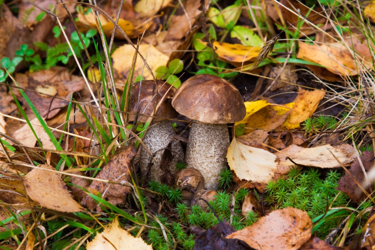 Подосиновик черночешуйчатый