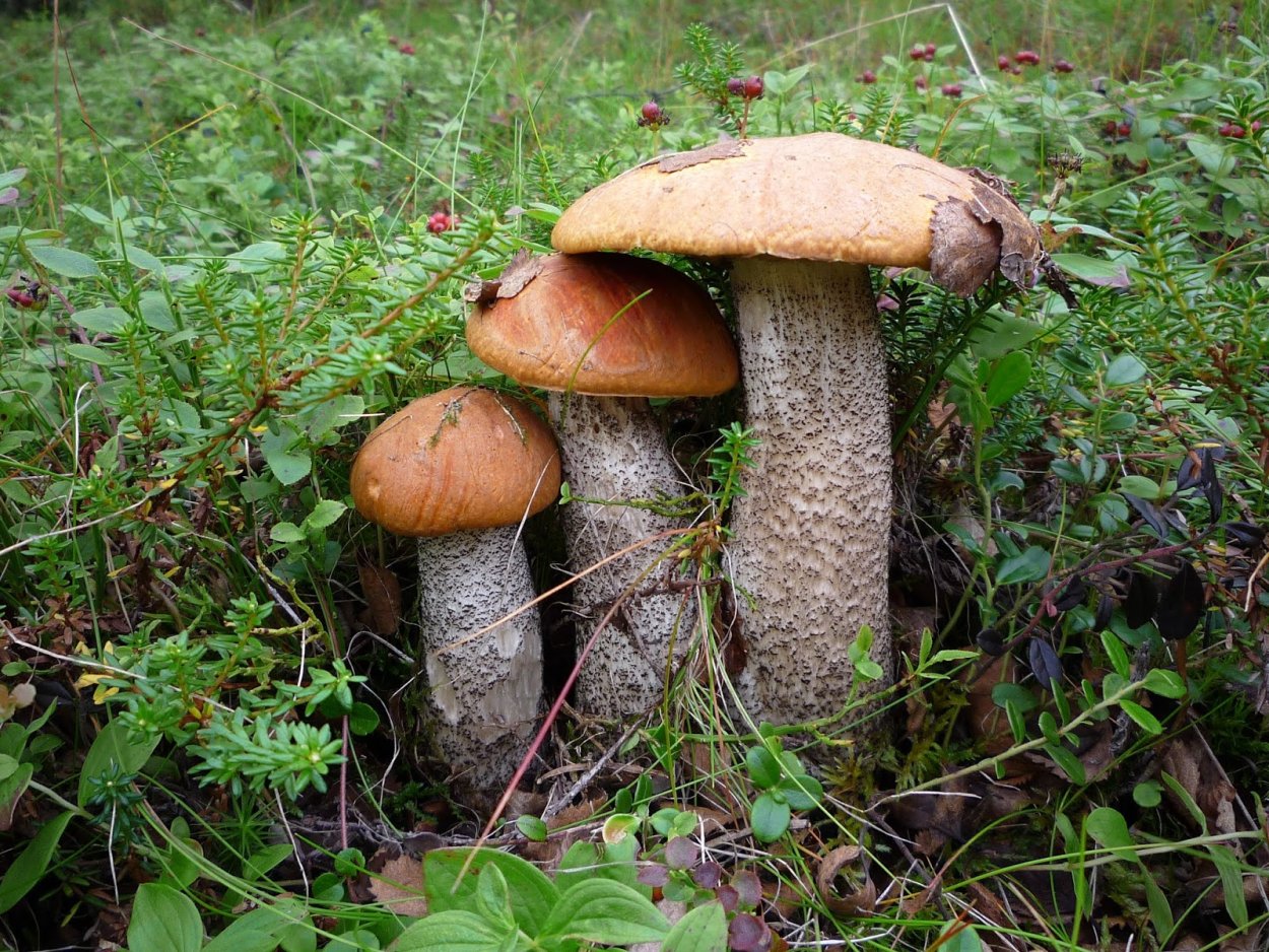 Ложный подосиновик гриб