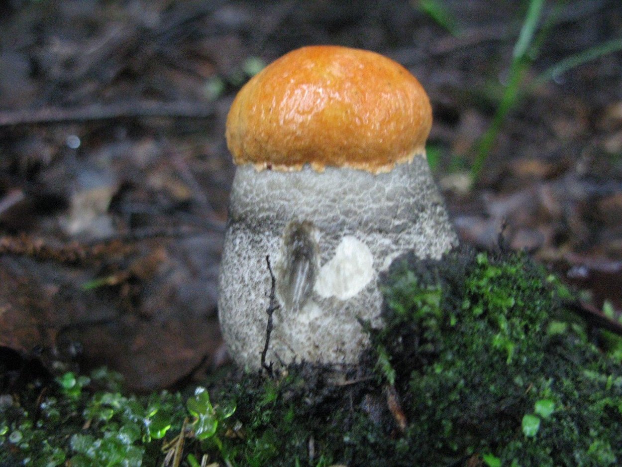 Подосиновик жёлто-бурый