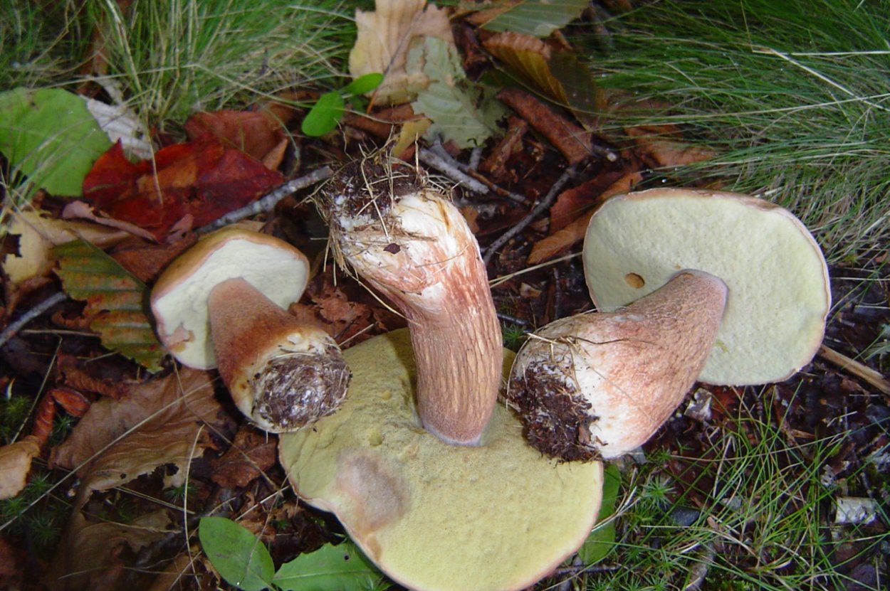 Обабок окрашенноножковый