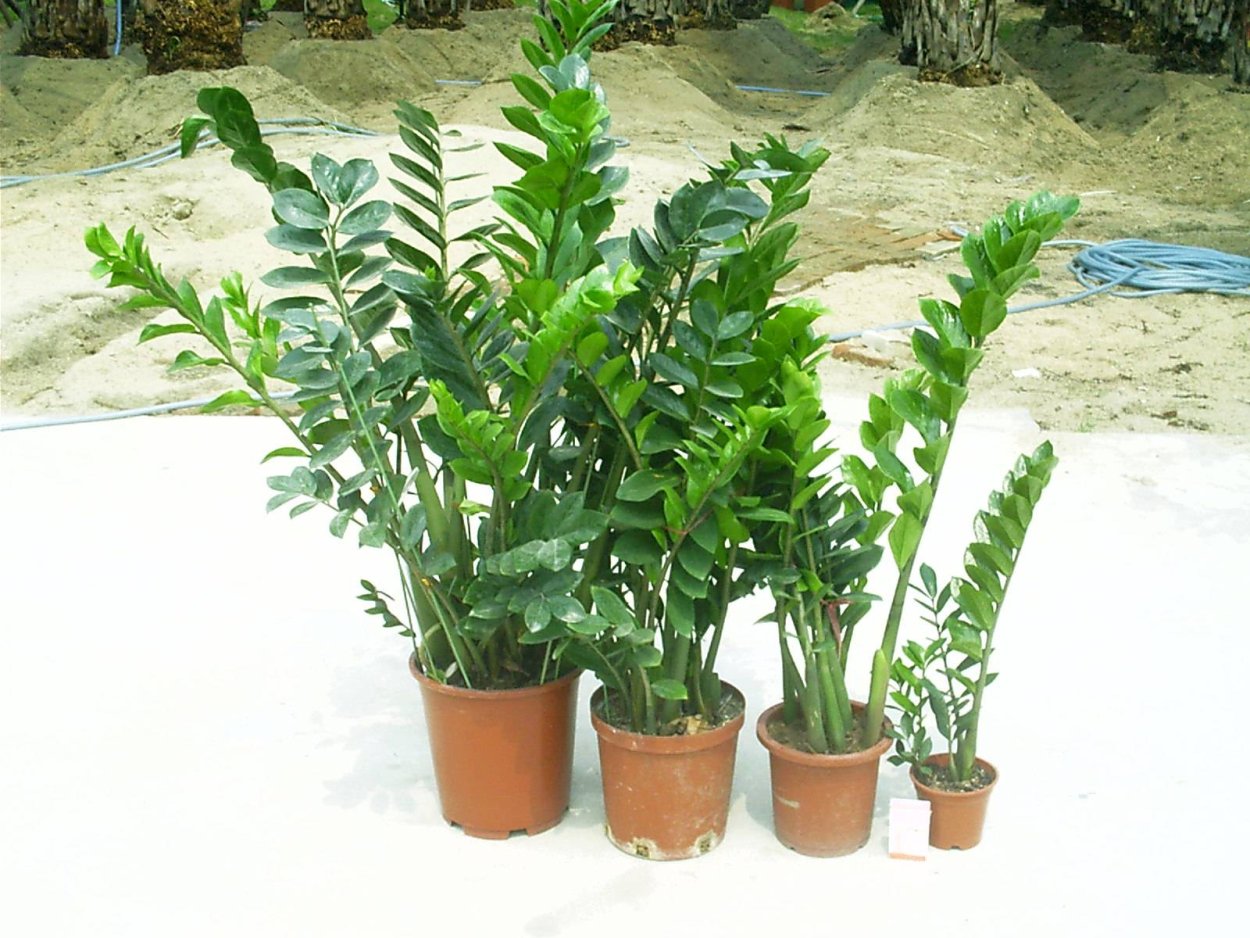 Замиокулькас Ароидные