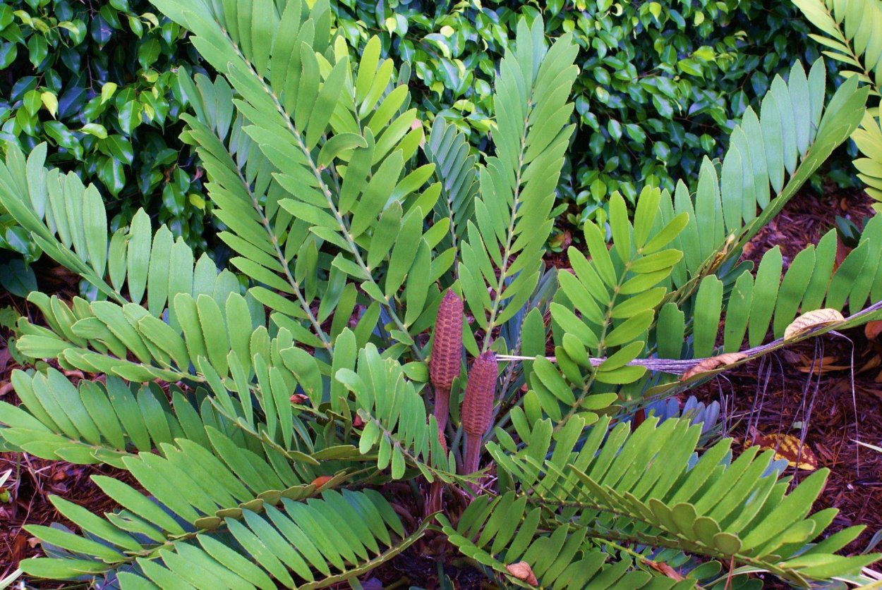 Zamia furfuracea