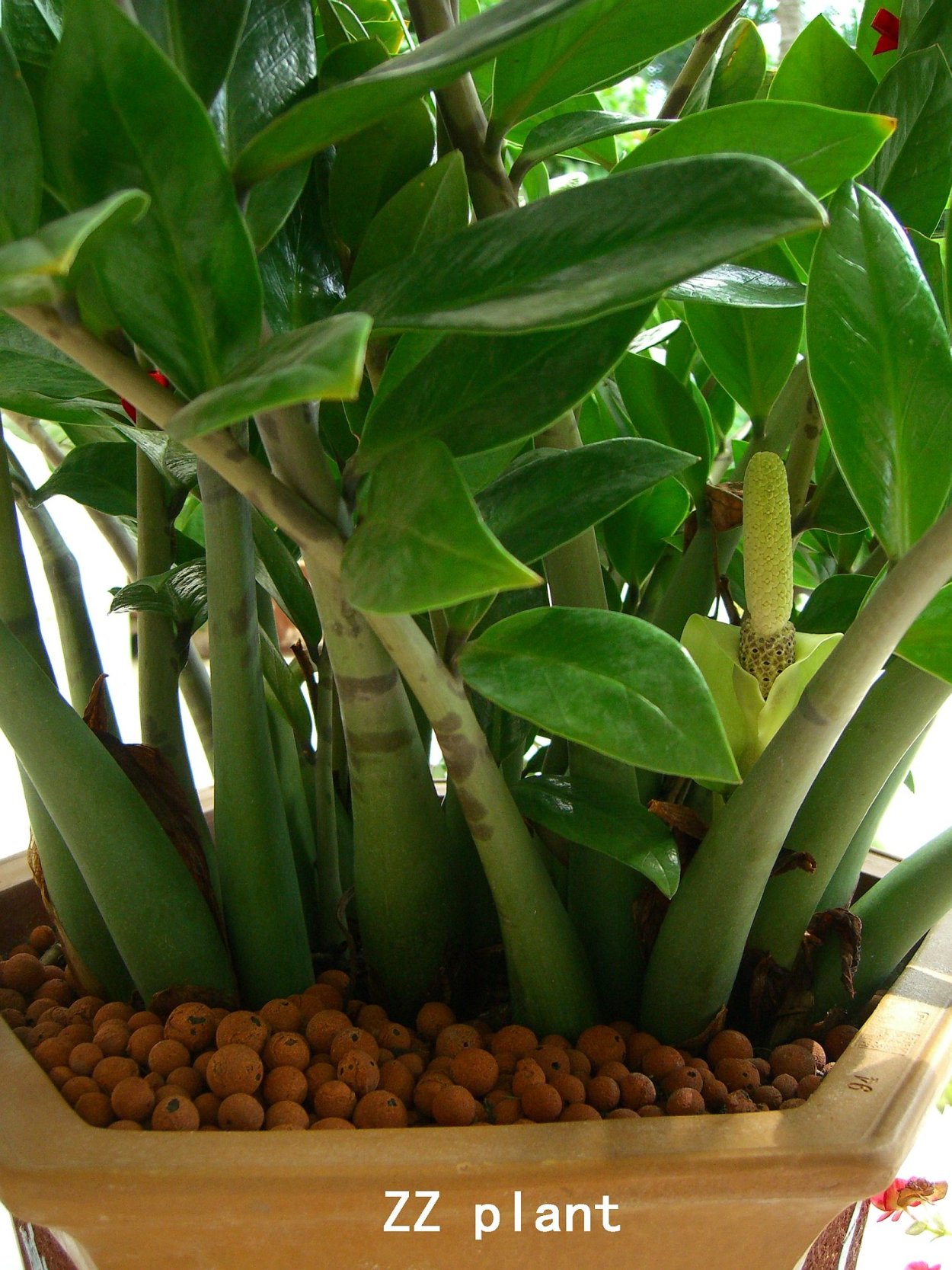 Замиокулькас Ficus фикус