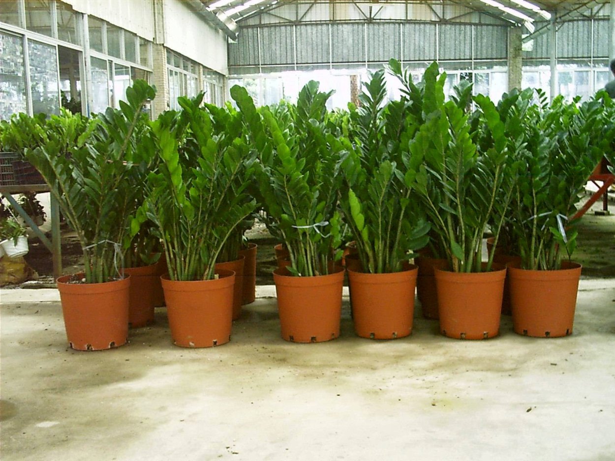 Замиокулькас в Африке