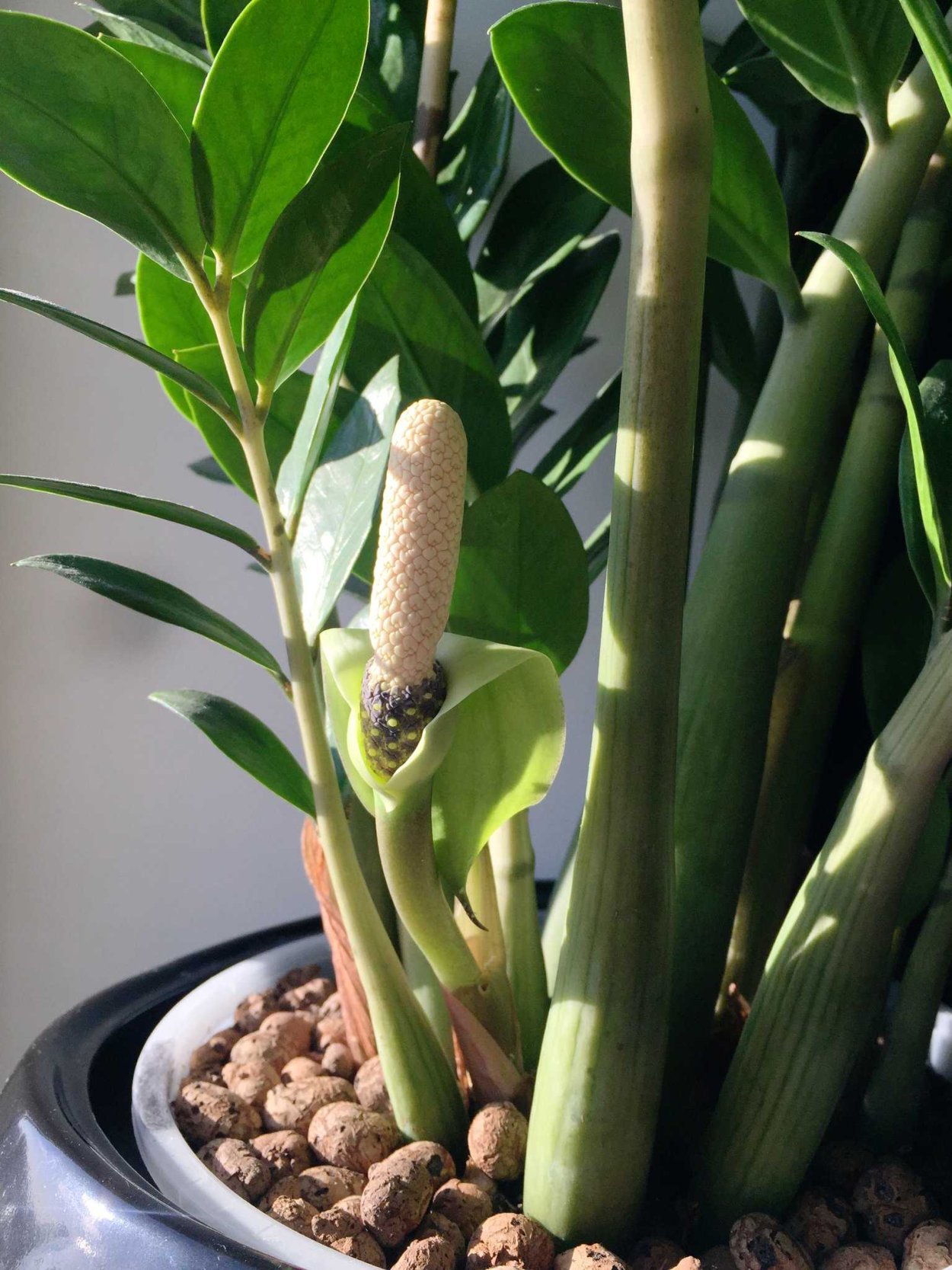 Замиокулькас долларовое дерево