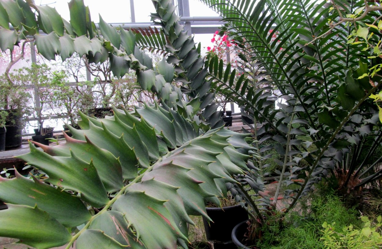 Замия припудренная фото