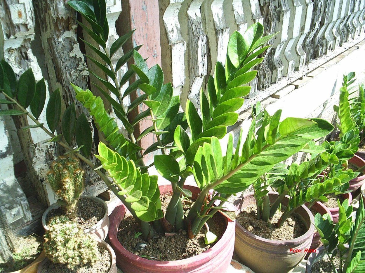 Замия и замиокулькас разница