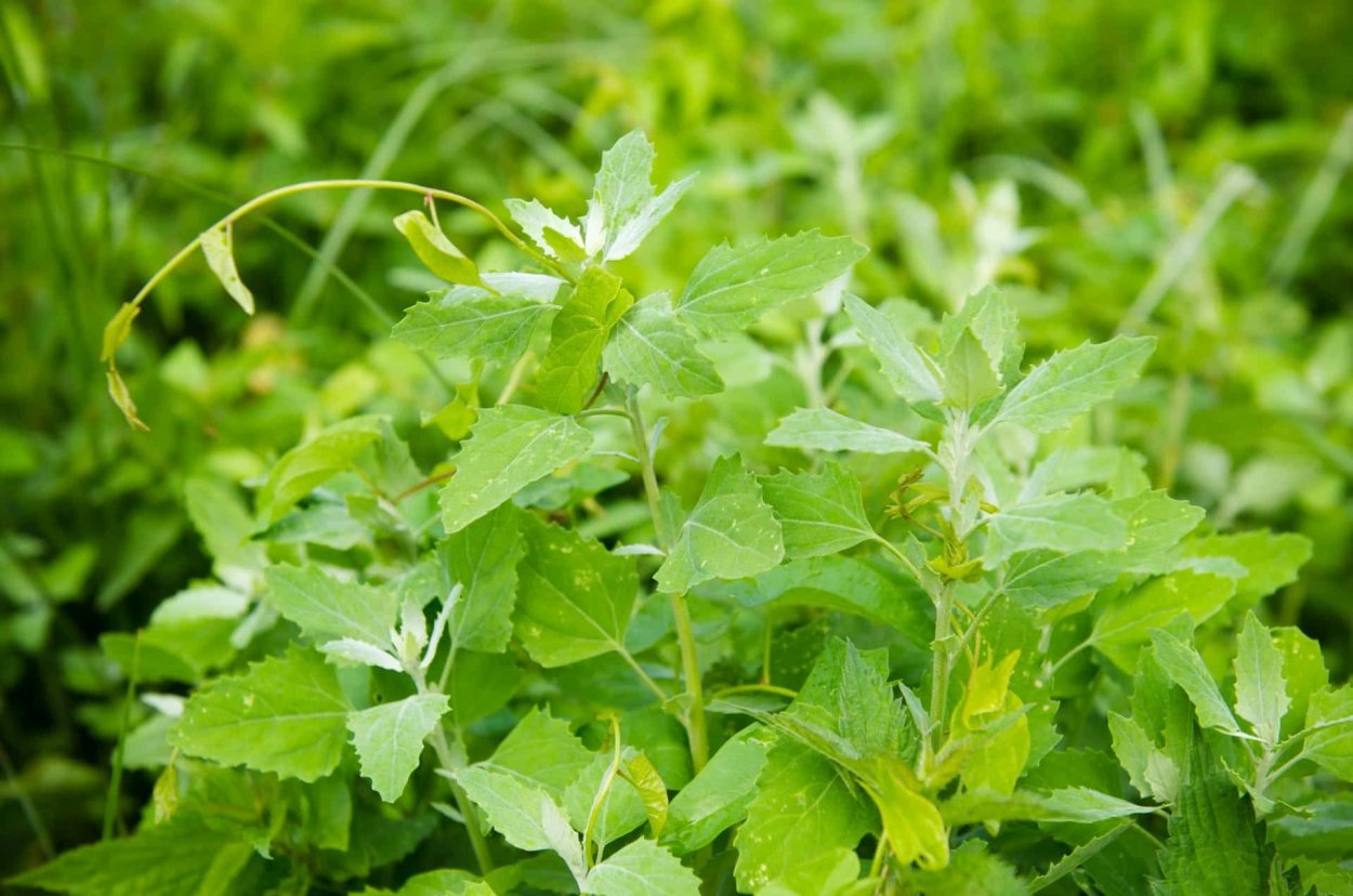 Лебеда Монетная