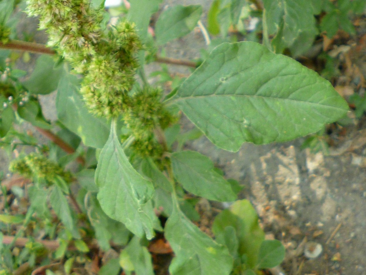 Щирица запрокинутая (Amaranthus retroflexus l.)