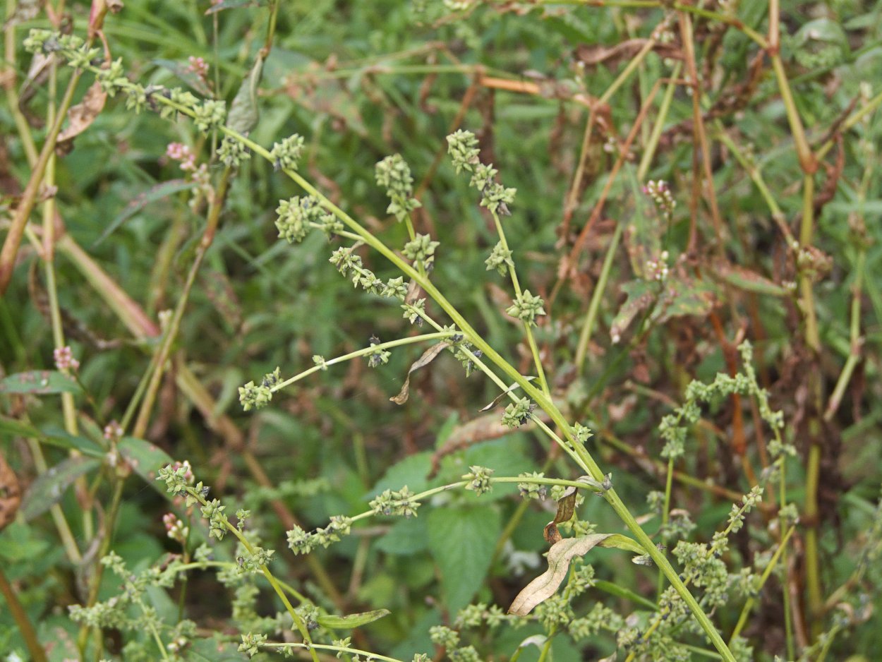 Лебеда трехраздельная