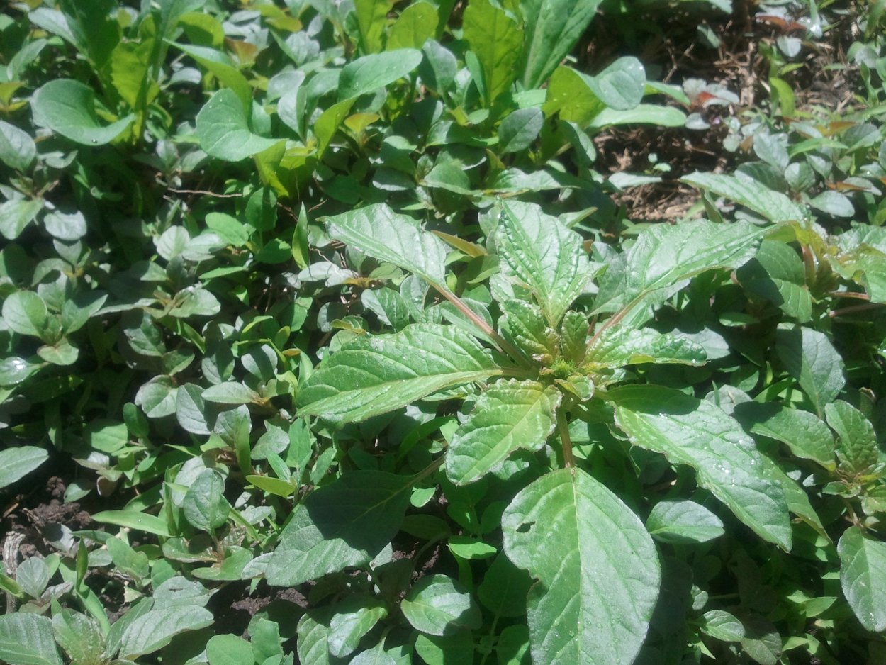 Лебеда щирица