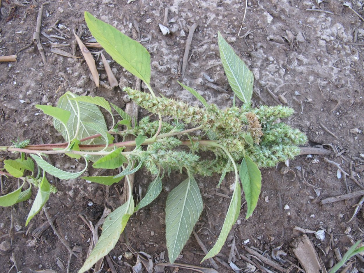 Щирица запрокинутая Setaria viridis