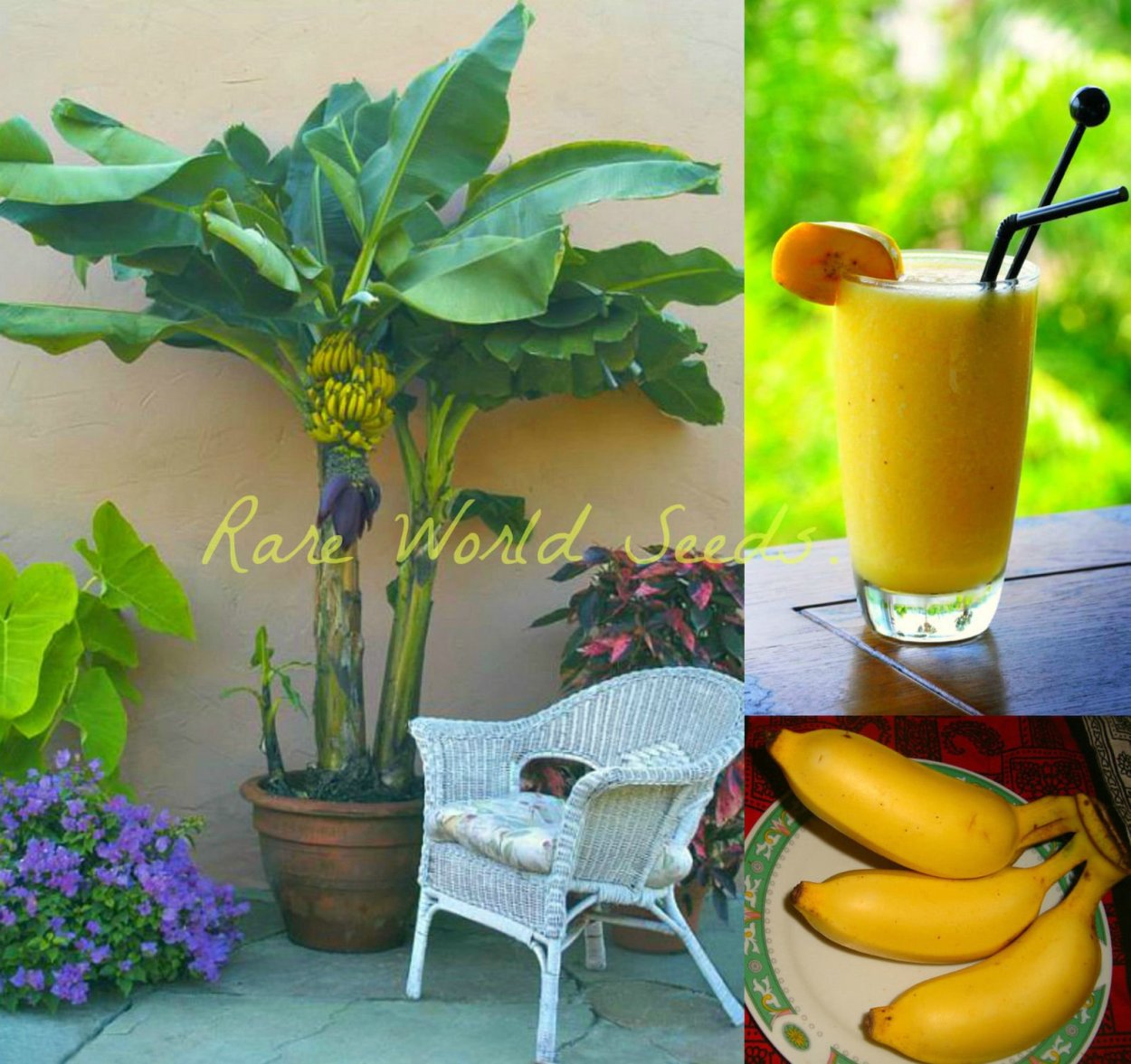 Банан комнатный плодоносящий