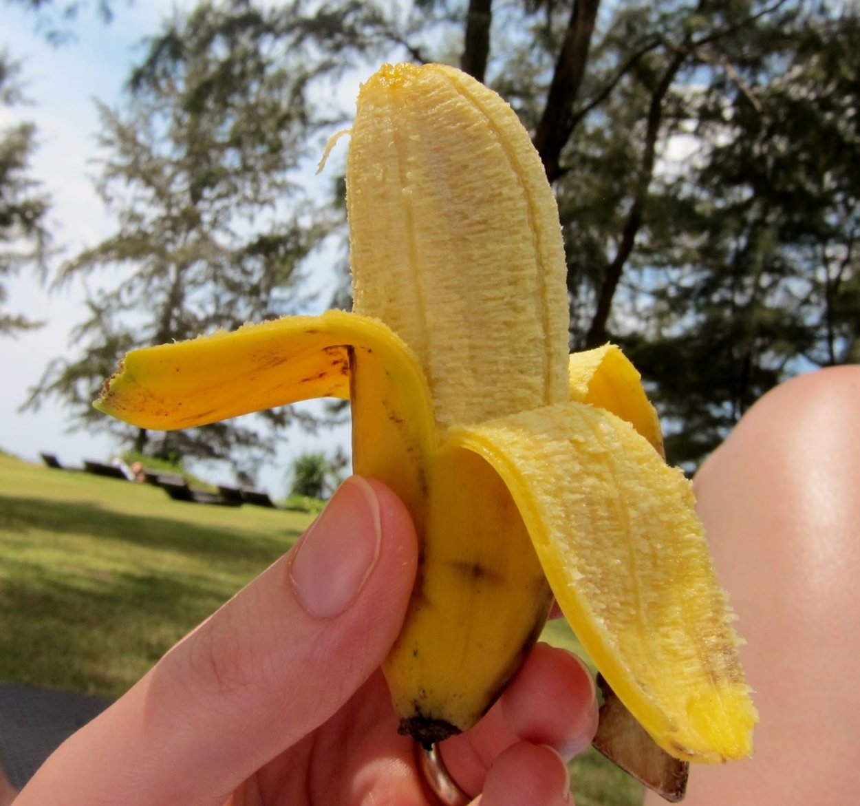 Киевский карликовый банан