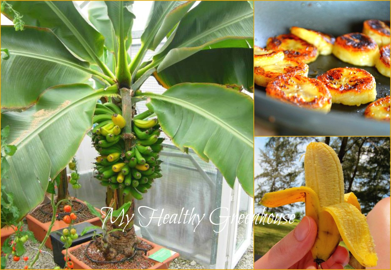 Банан супер карлик Киевский