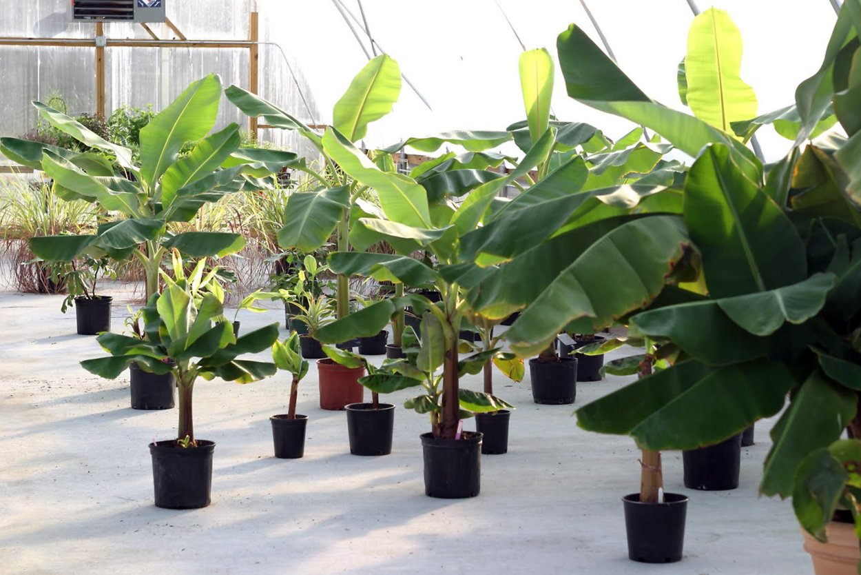 Карликовое банановое дерево