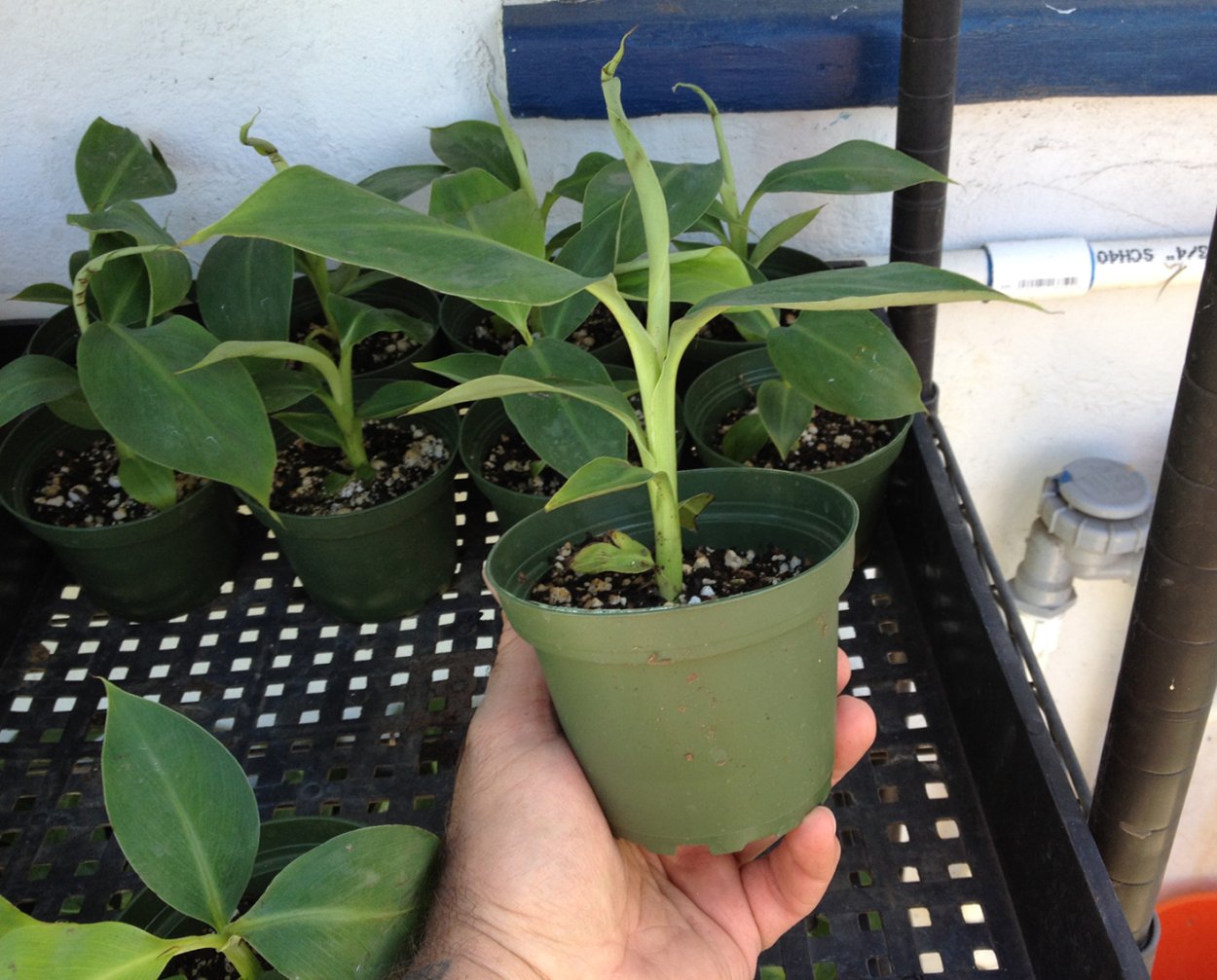 Растение Кавендиш Dwarf