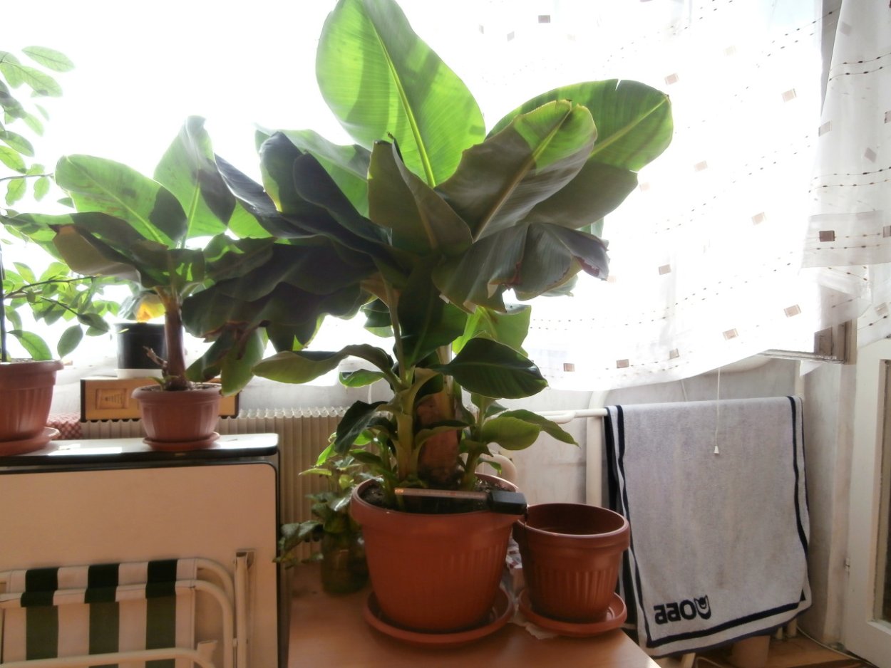 Банан декоративный Пигмей