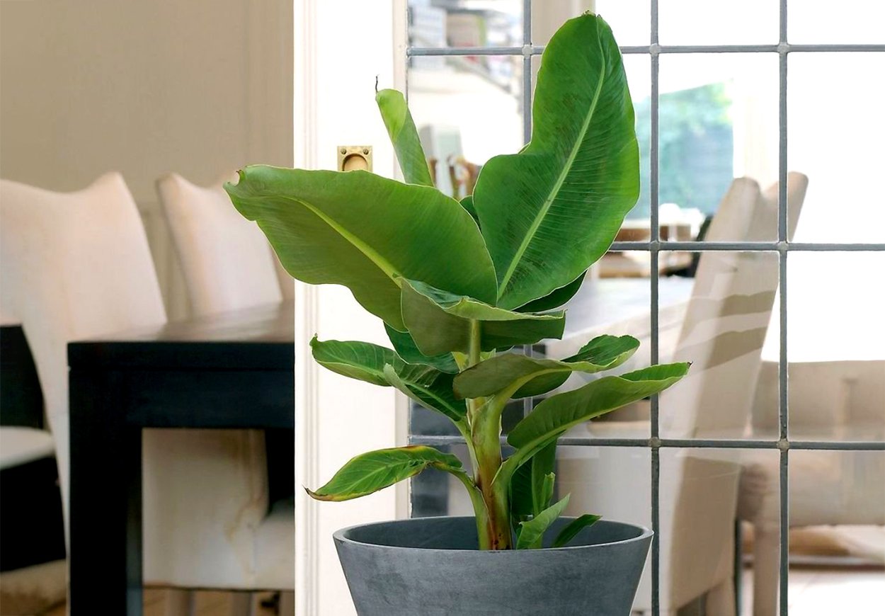 Банан растение комнатное