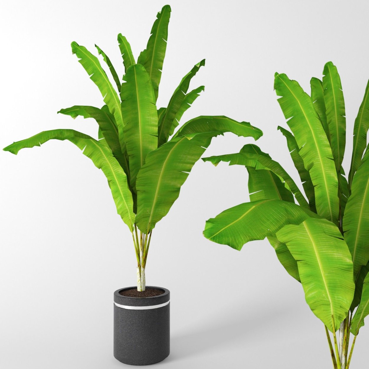 Банановая Пальма комнатное растение