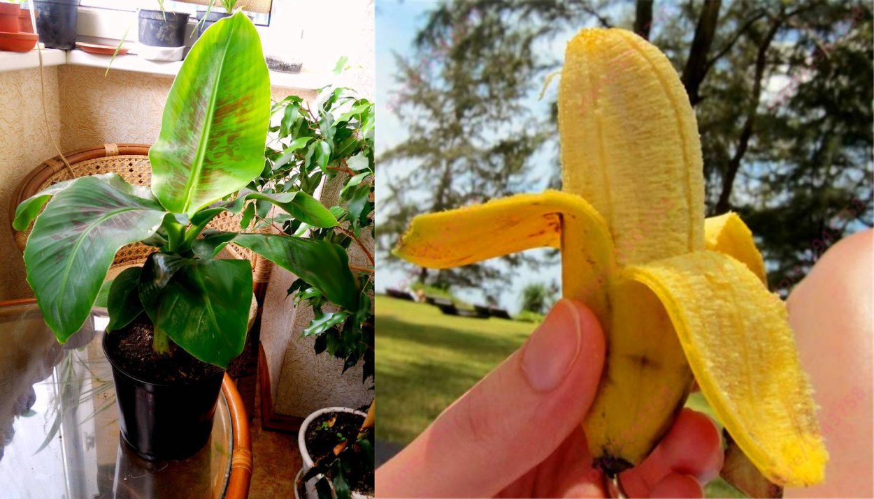 Банан сорт Пигмей