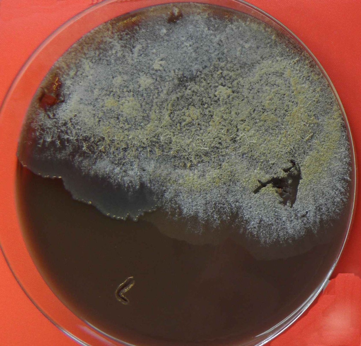 Триходерма Верде