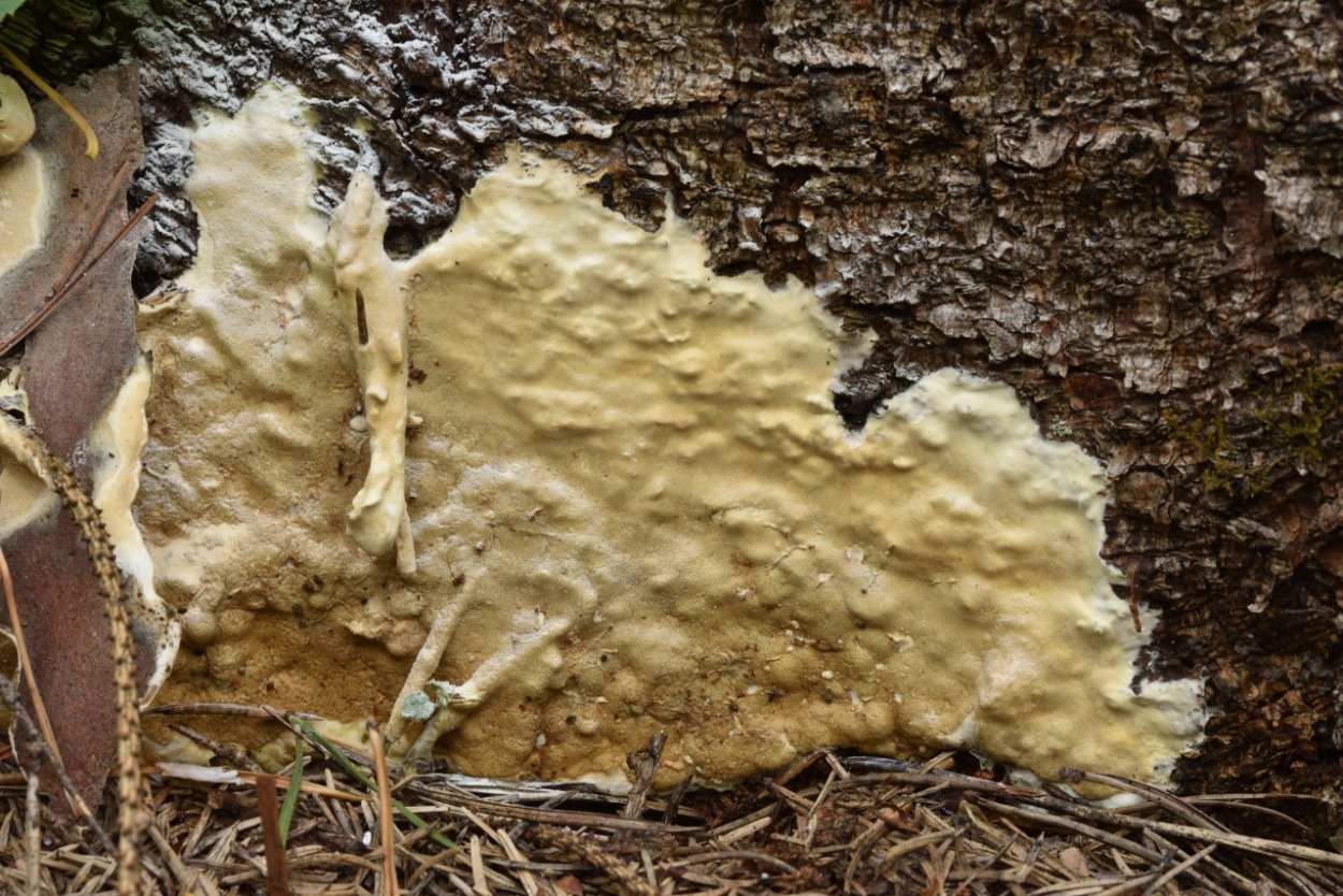 Гипокрея на древесине