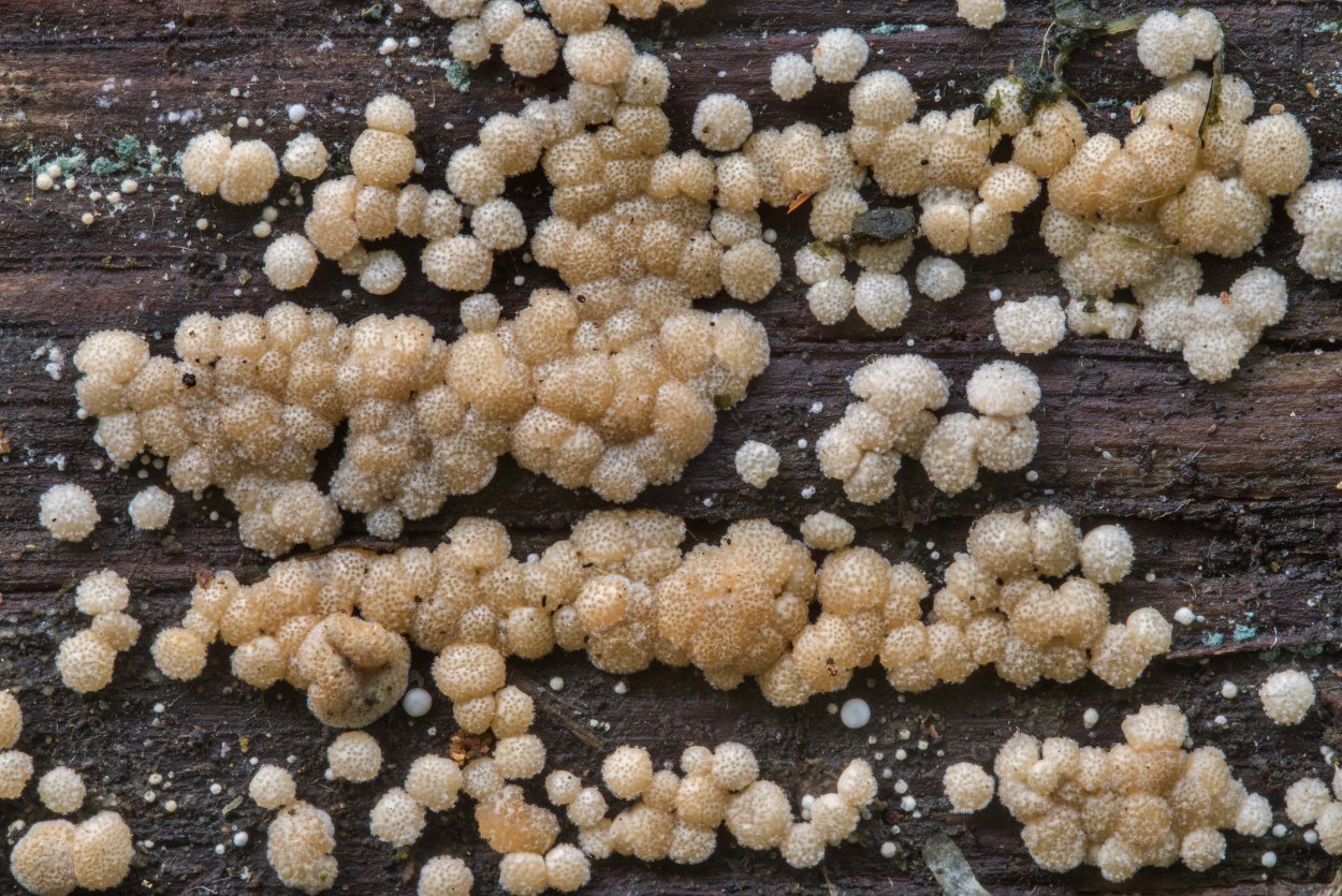 Древесные грибы триходерма