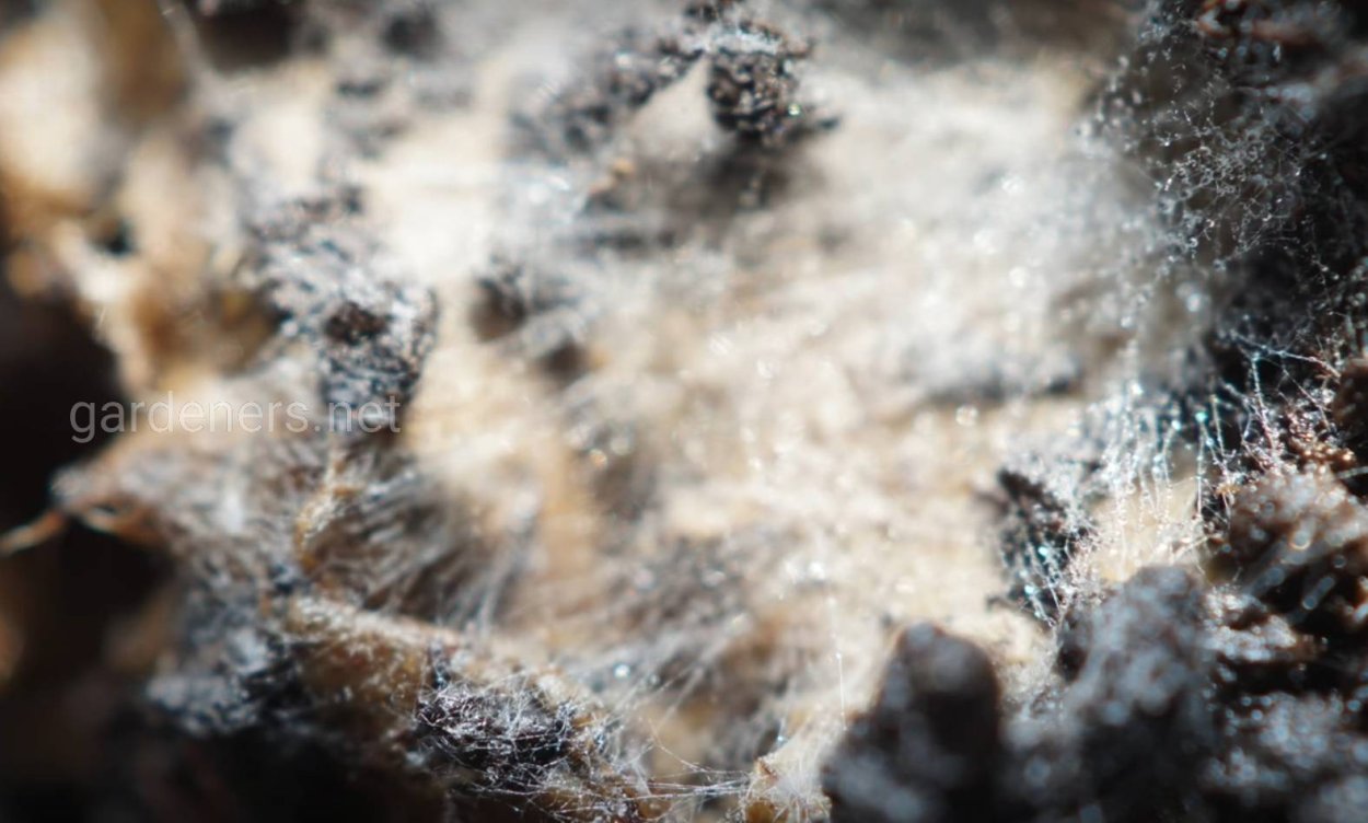 Гриб триходерма виридис