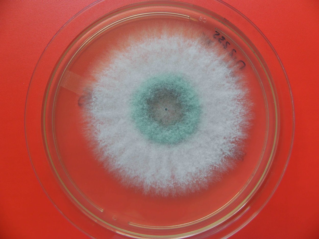 Триходерма пульвинатум