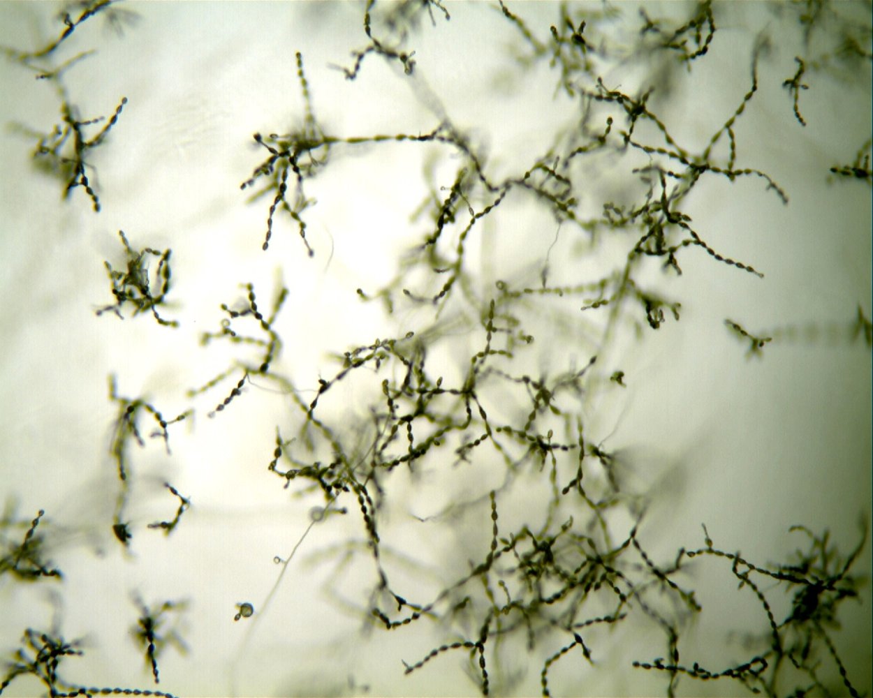 Stachybotrys alternans