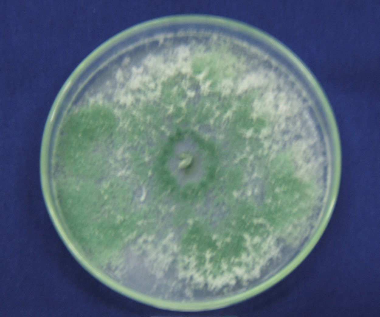 Триходерма harzianum