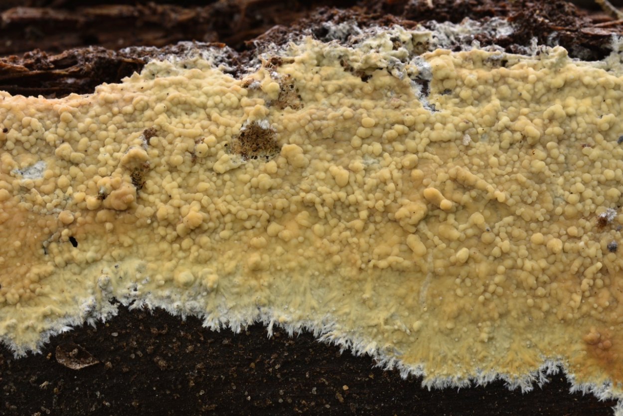 Trichoderma atroviride